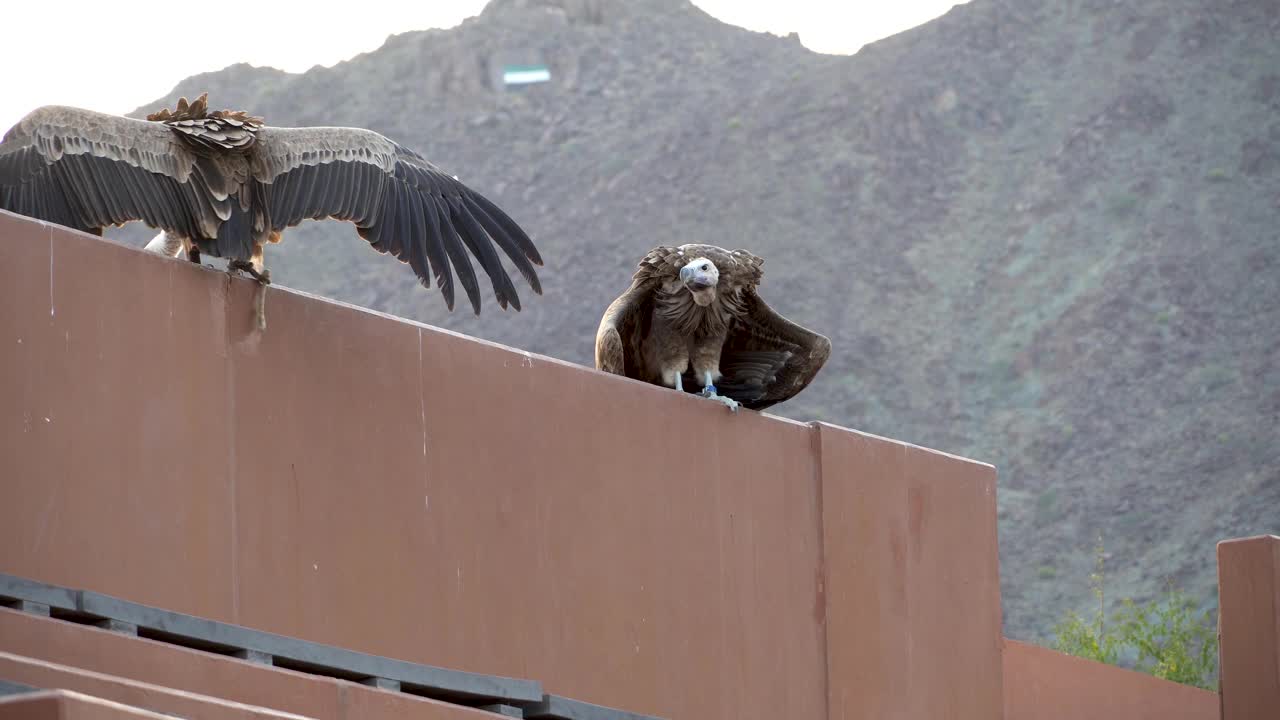 一个巨大的垂面秃鹫或努比亚秃鹫(Torgos tracheliotos)和一个狮鹫(Gyps fulvus)在岩架上的特写。视频素材