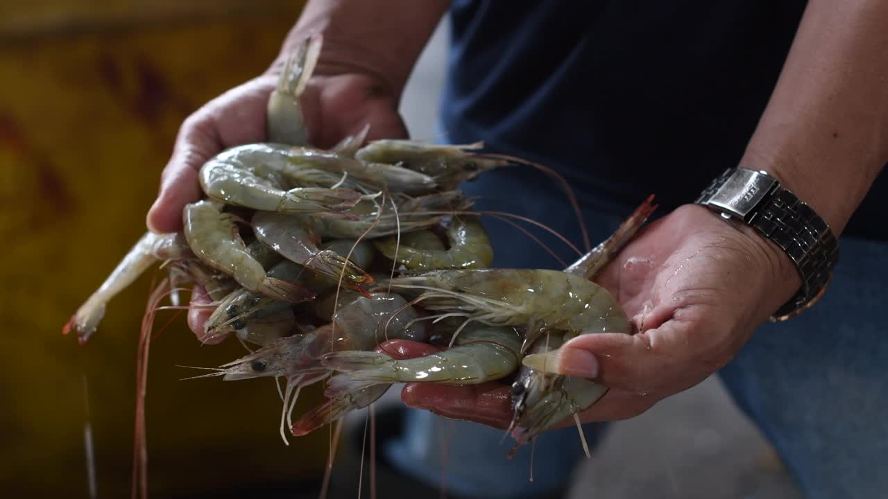 鱼类市场上出售的各种虾类(十足类)视频下载