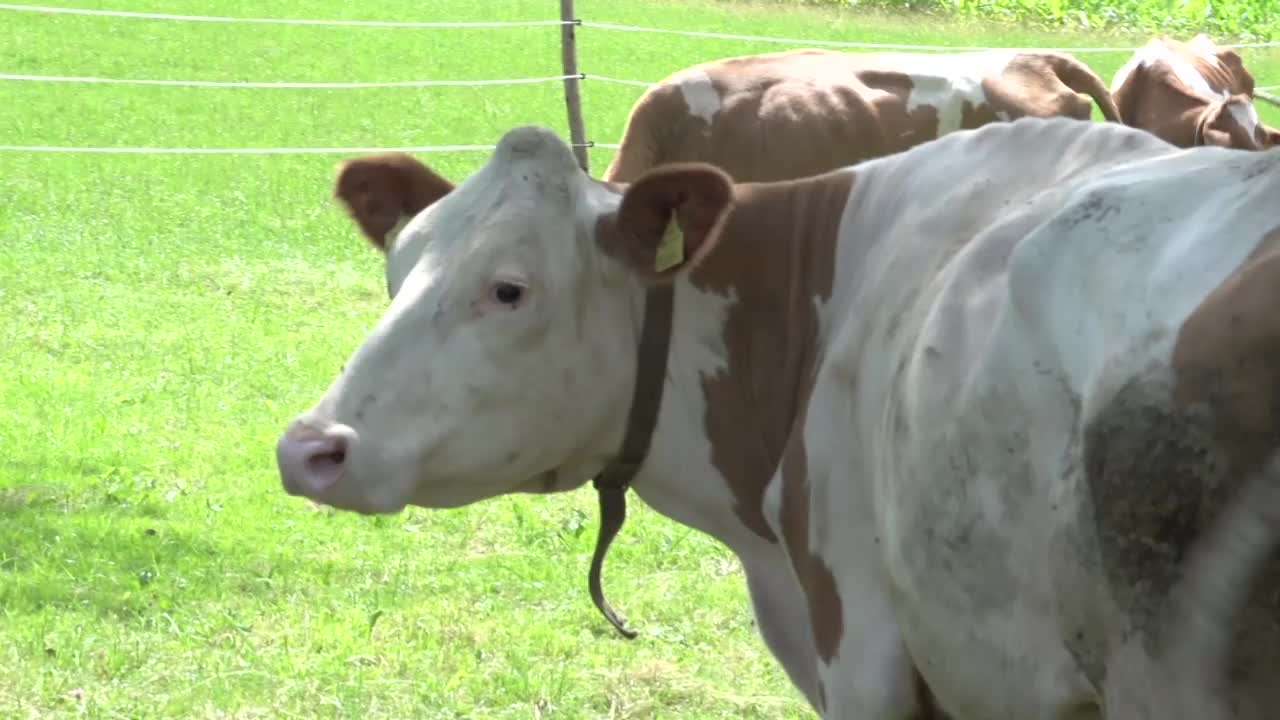 牛在牧场视频素材