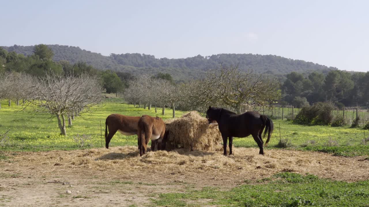 马和驴在户外吃草视频素材