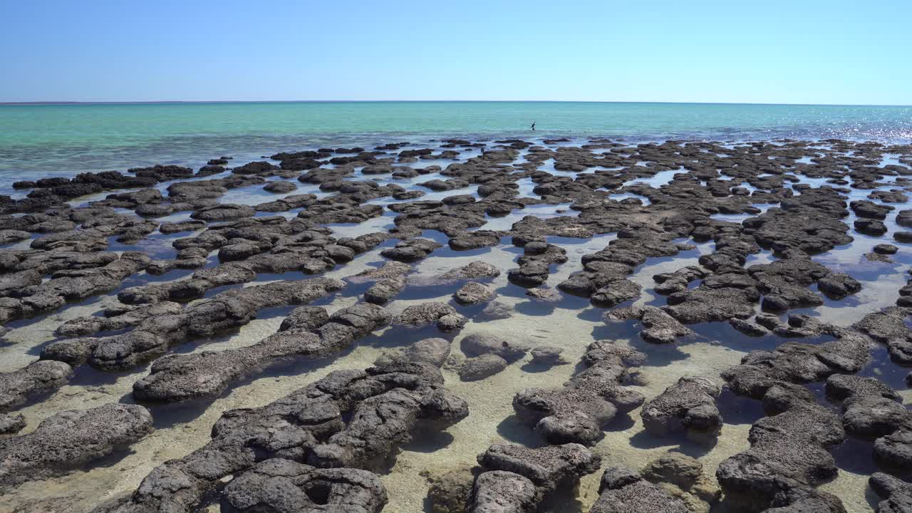 叠层石:由细菌形成的史前类岩石结构(澳大利亚西部鲨鱼湾)视频素材