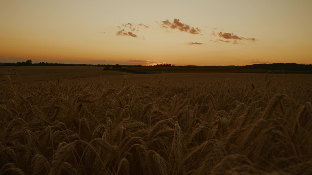 黄昏时分，黑麦的穗子从地里探出头来视频素材