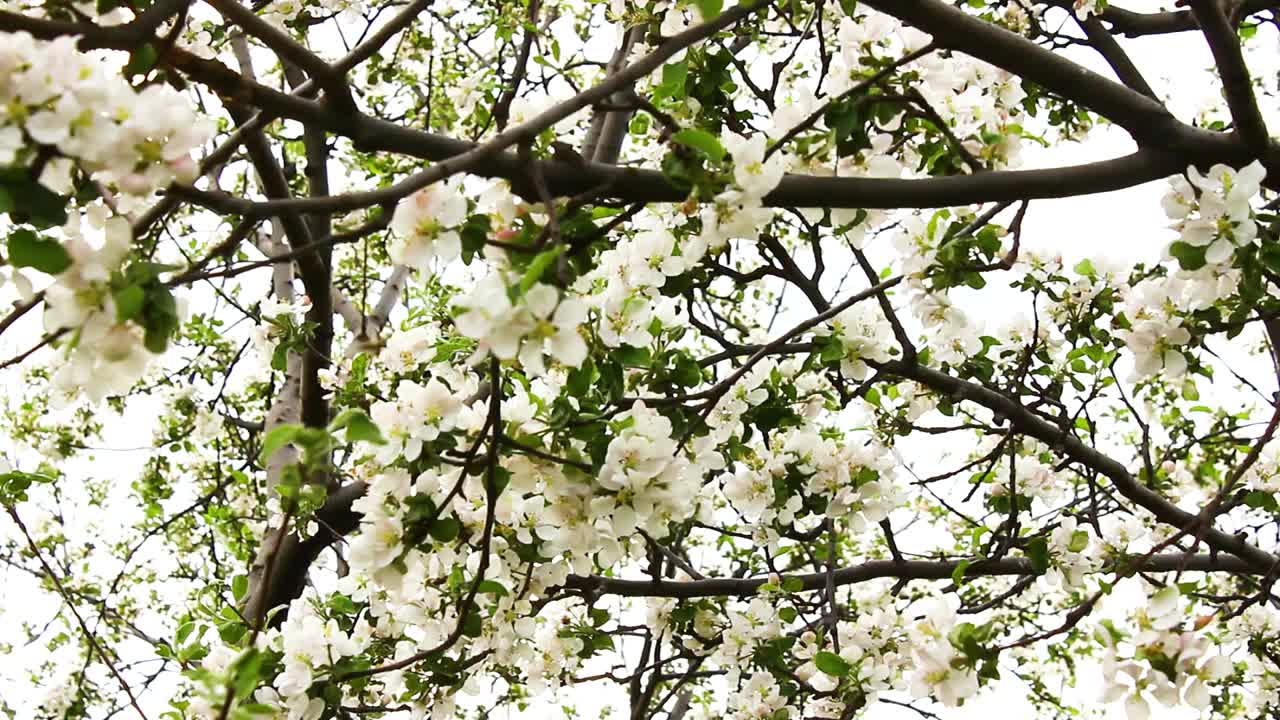 春天的时候，苹果树开花。视频下载