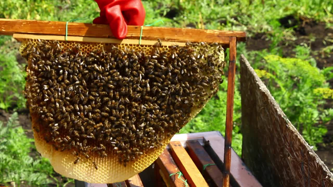 蜂巢上的蜜蜂家族。蜜蜂科的检查。视频下载