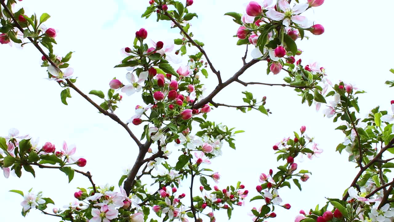 春天的时候，苹果树开花。视频下载
