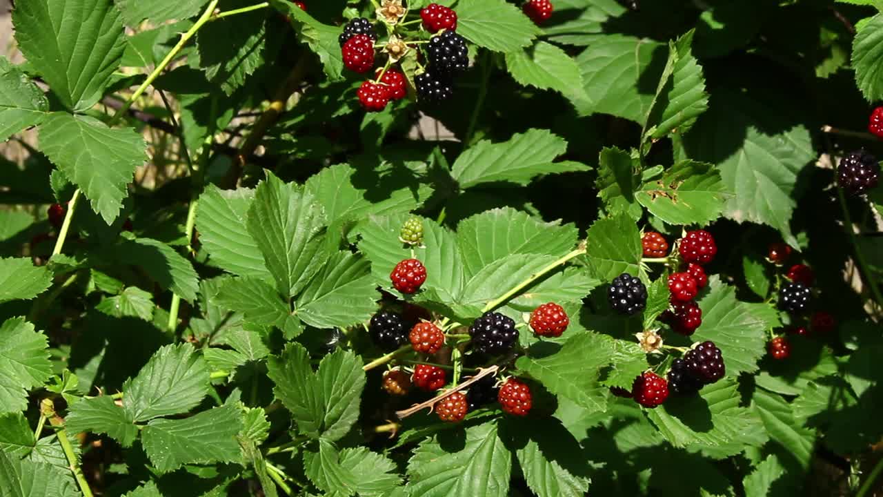 采摘黑莓。一个愉快而有益的假期。视频下载