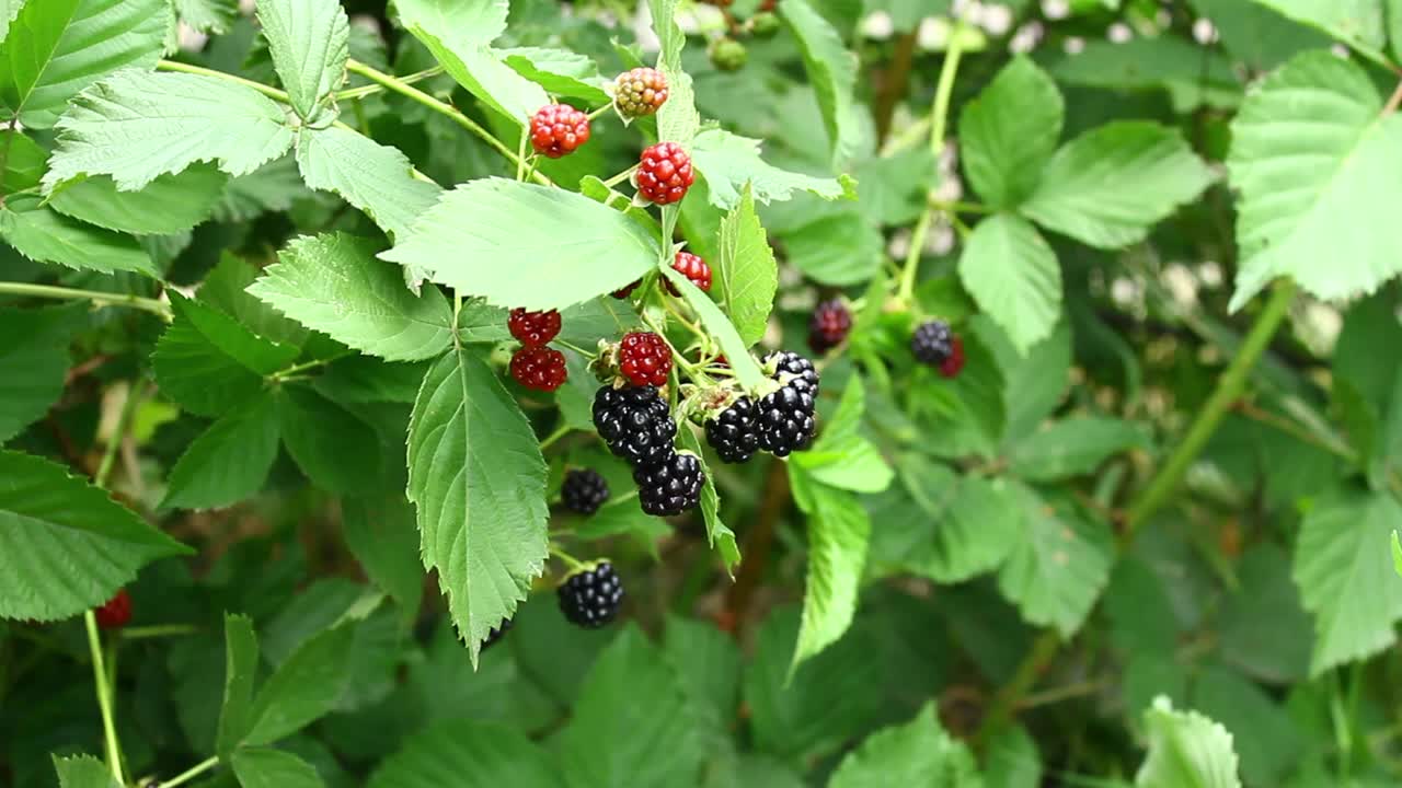 采摘黑莓。一个愉快而有益的假期。视频下载