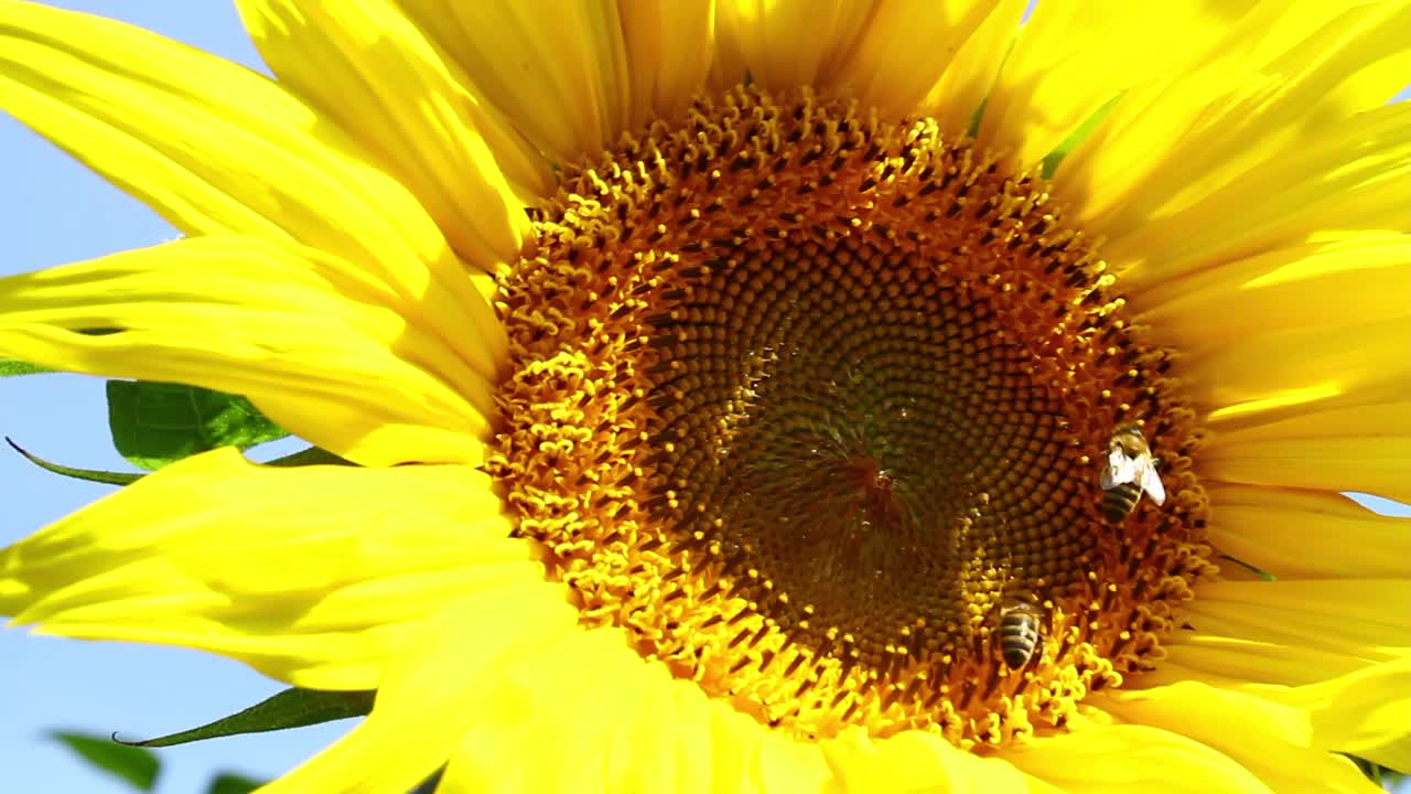 大向日葵花近景和飞舞的蜜蜂。视频下载