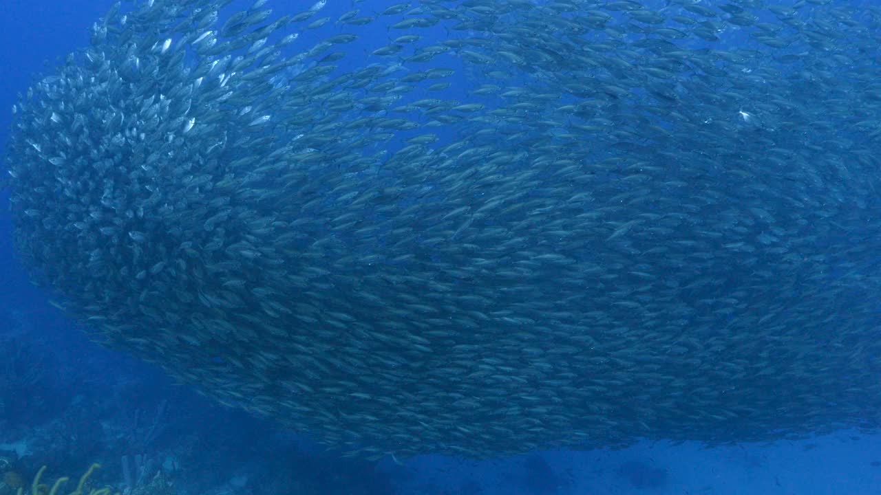 在饵球狩猎蓝色跑者，鱼群在加勒比海珊瑚礁的绿松石水，库拉索岛视频下载