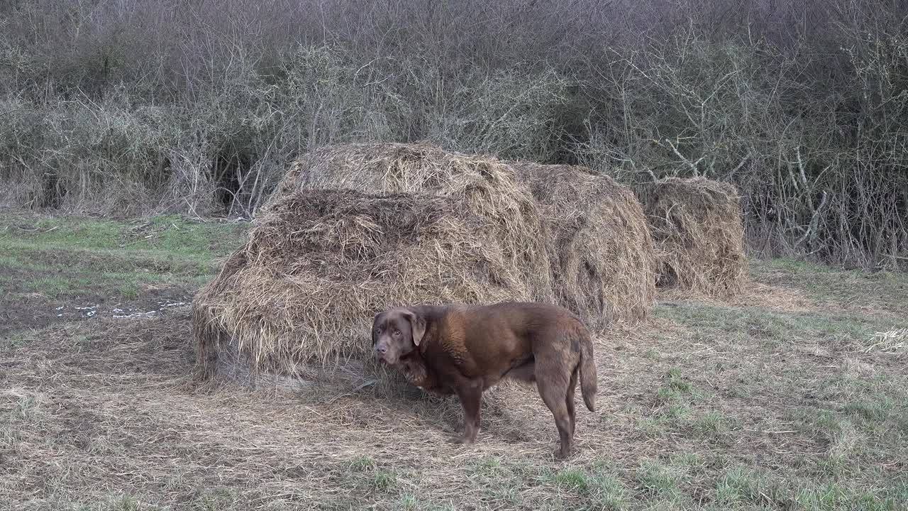 田野里的拉布拉多寻回犬和德国牧羊犬。一只德国牧羊犬跳上稻草捆，另一只走着视频素材