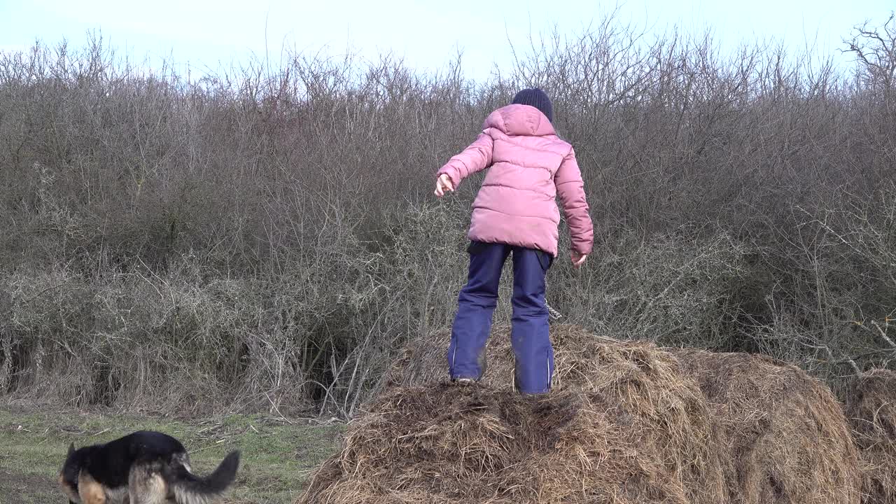 可爱的小女孩和一只德国牧羊犬在田野里。他们跳到稻草捆上视频素材