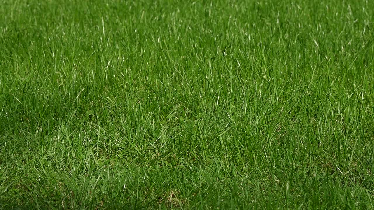足球在绿色草地上弹跳视频素材