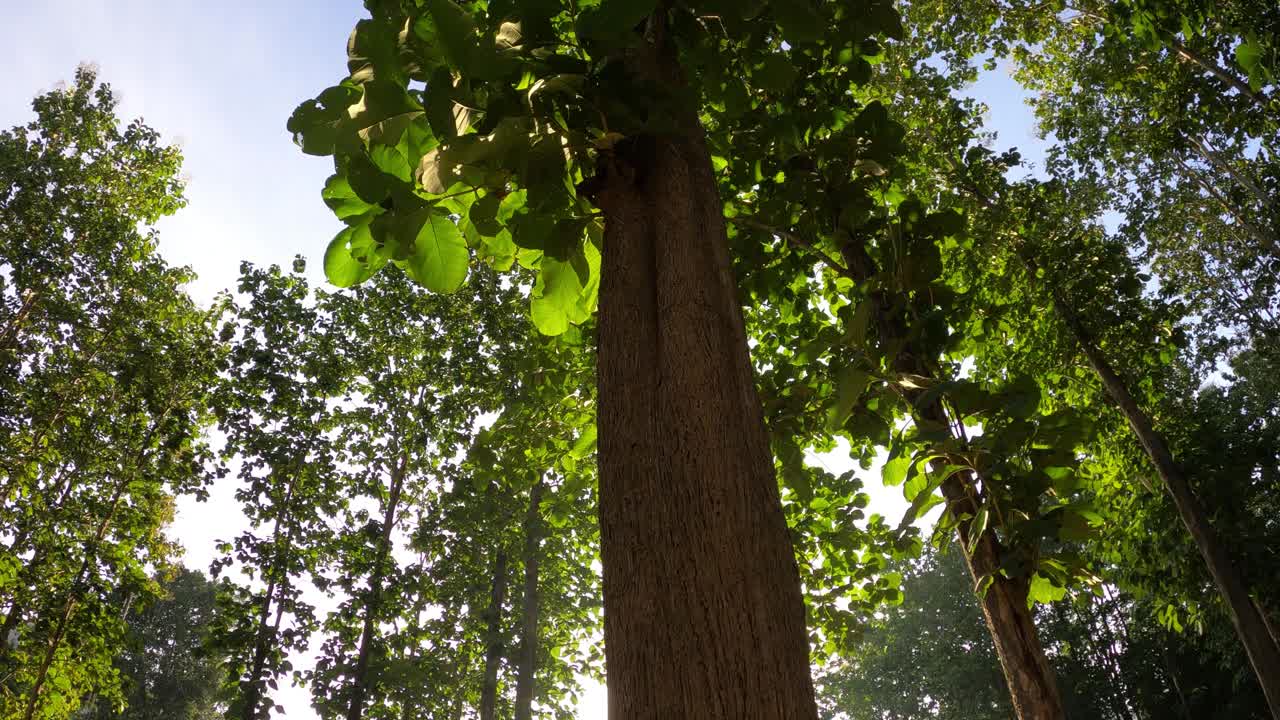 阳光下看柚木树的慢镜头视频下载