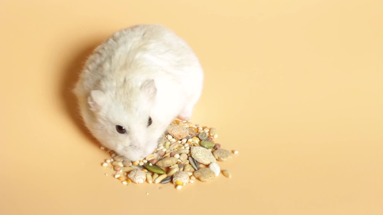 小毛茸茸的仓鼠吃食物在棕色的背景，正面视图视频素材