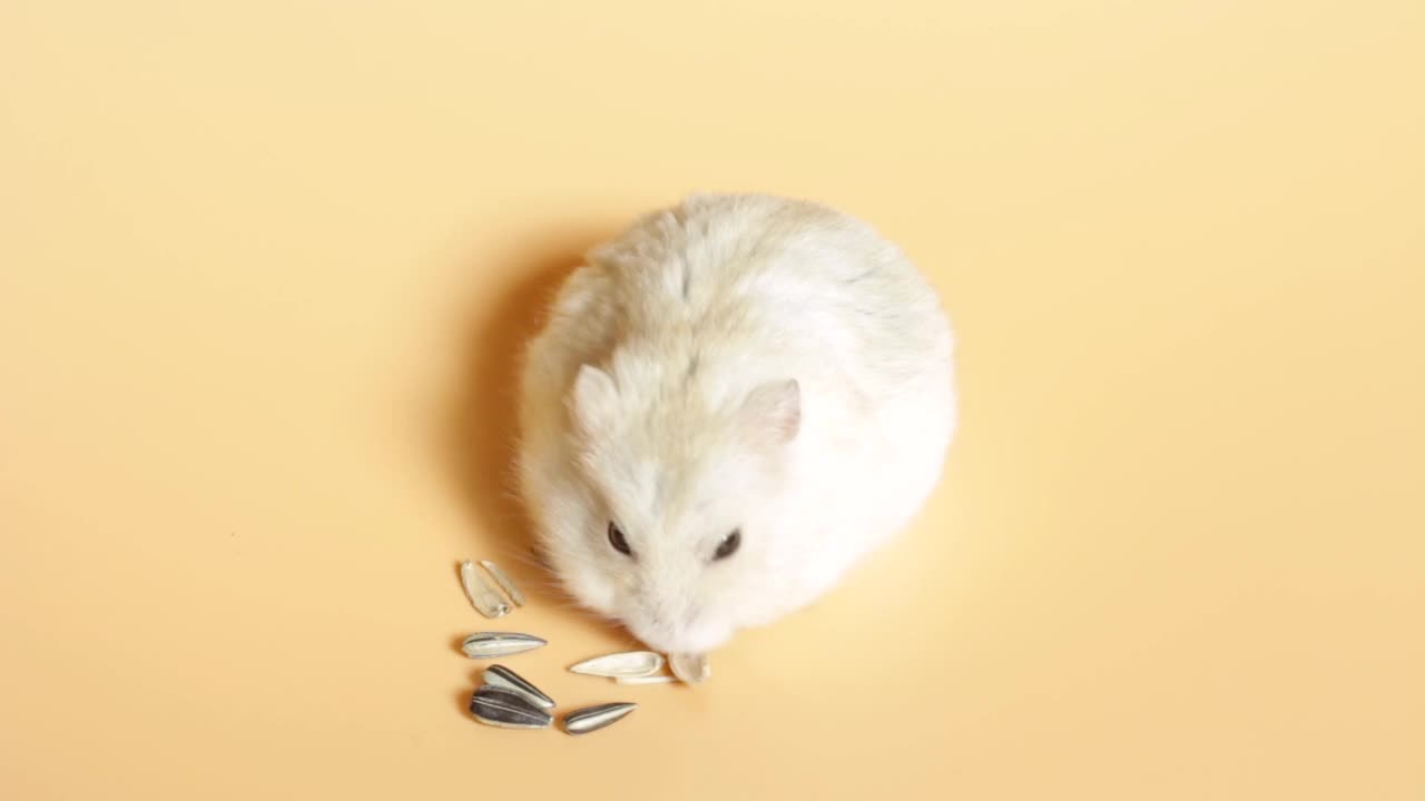 小毛茸茸的仓鼠吃食物在棕色的背景，正面视图视频素材