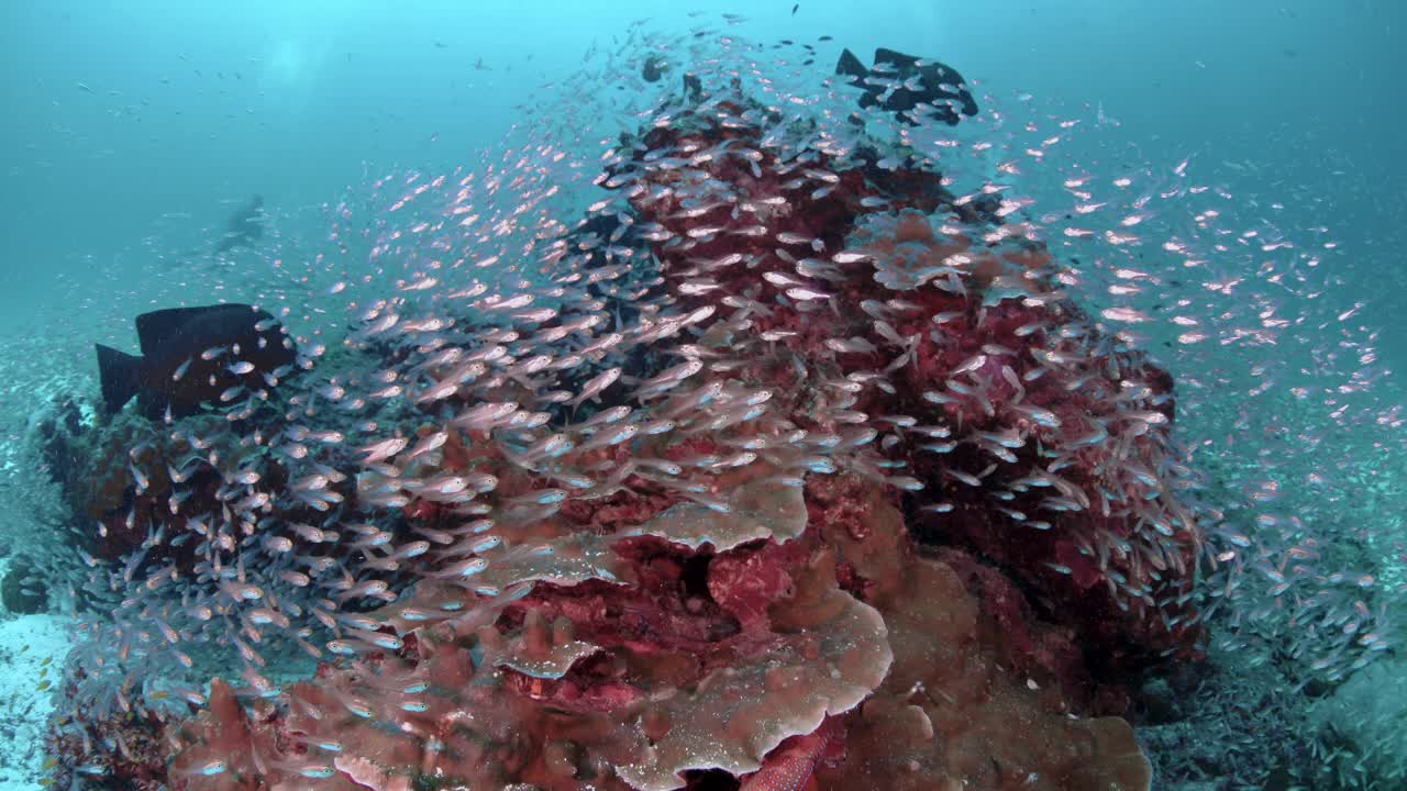 潜水员在珊瑚礁附近的玻璃鱼学校视频下载