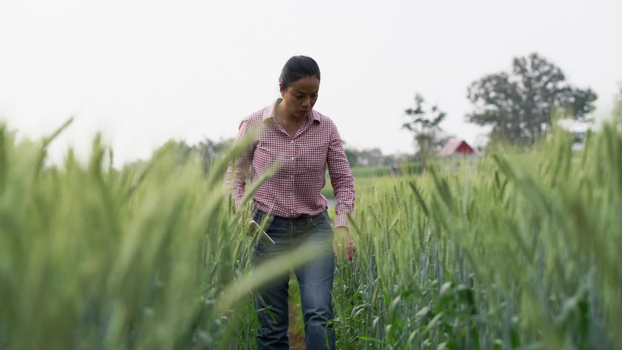 快乐年轻的亚洲农民或农学家站在美丽的绿色生麦田在春天。使用数字平板电脑。视频下载