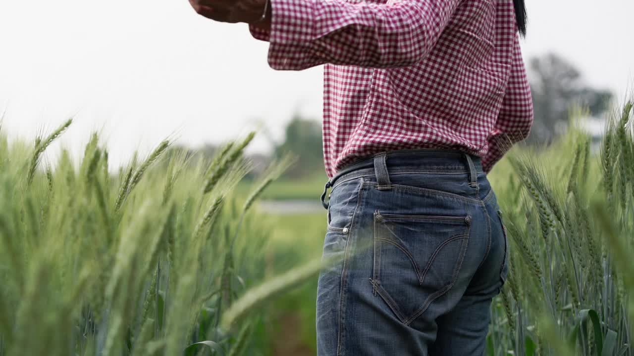 快乐年轻的亚洲农民或农学家站在美丽的绿色生麦田在春天。使用数字平板电脑。视频下载