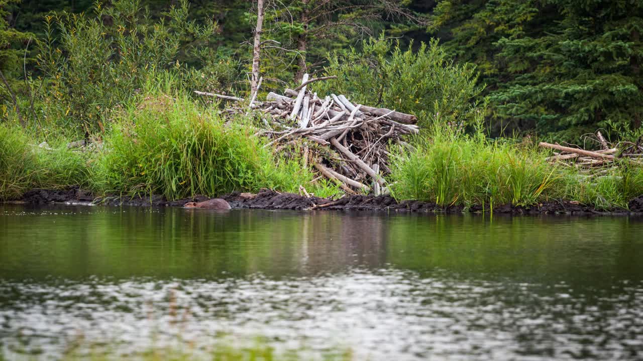 美国海狸，加拿大蓖麻，在他的池塘里游泳视频下载