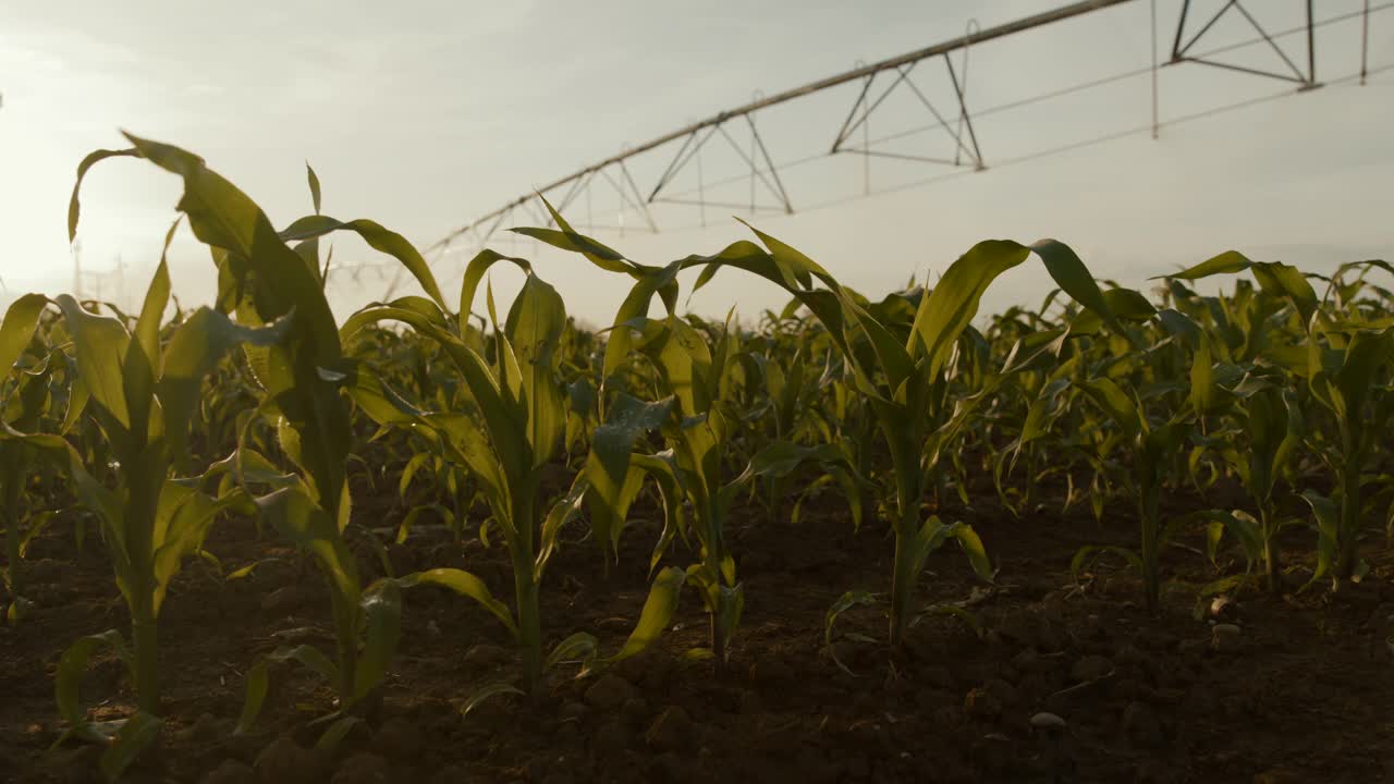 在旱季灌溉玉米地视频素材