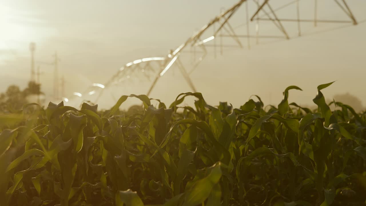 SLO MO灌溉一片玉米田视频素材