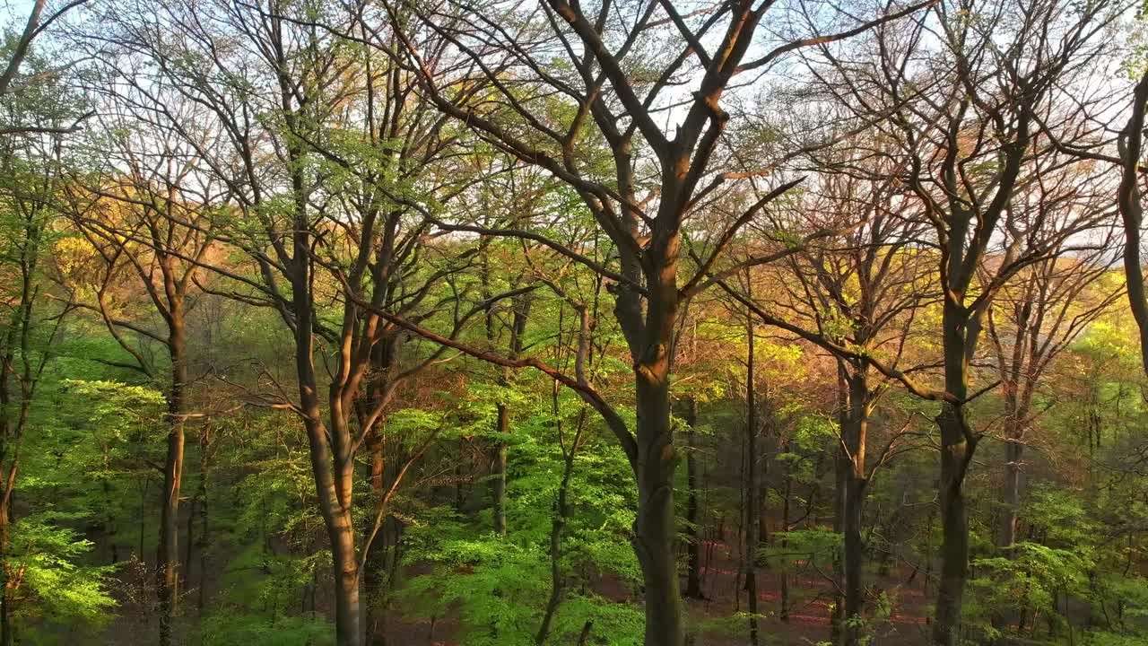 无人机拍摄森林风景视频素材