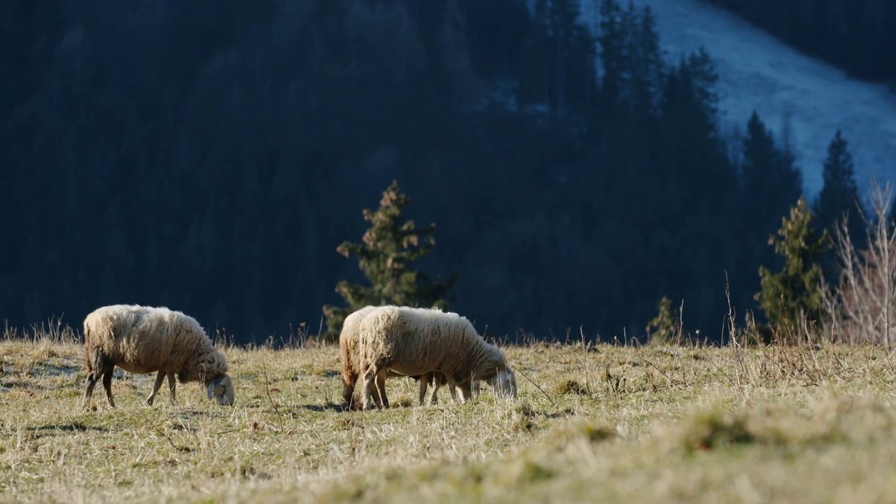 一群羊在干草地上吃草视频素材