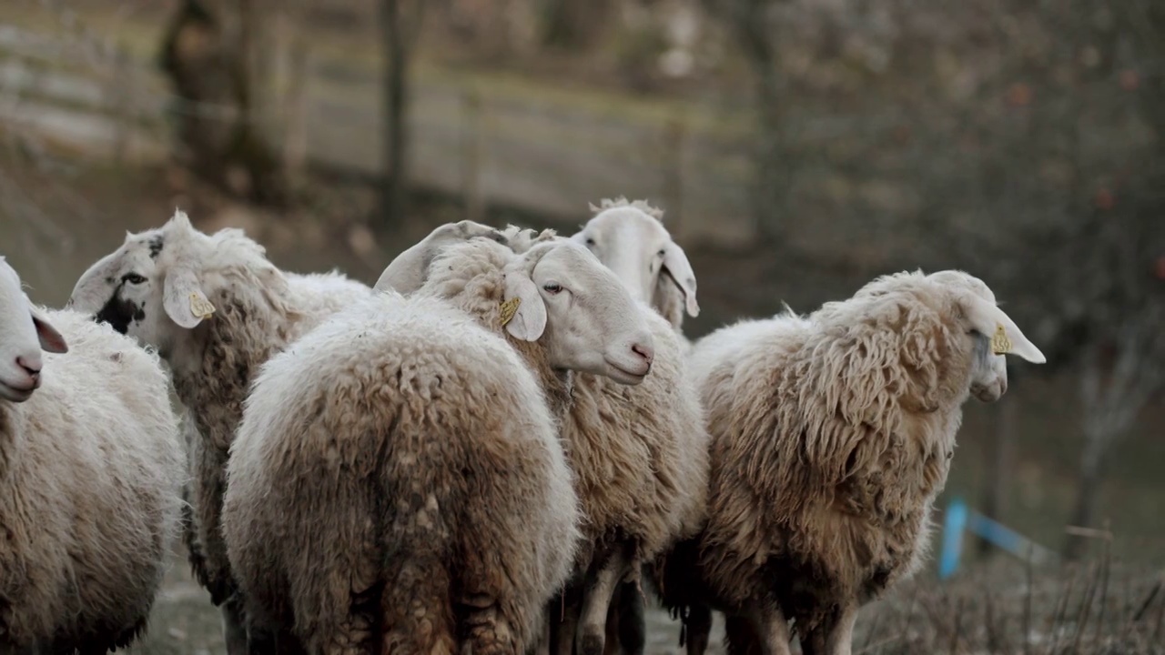 站在草地上的一群羊视频素材