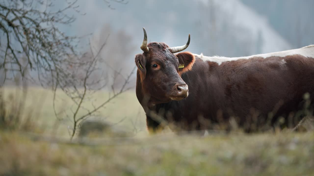 一头棕色的大母牛站在草地上视频下载