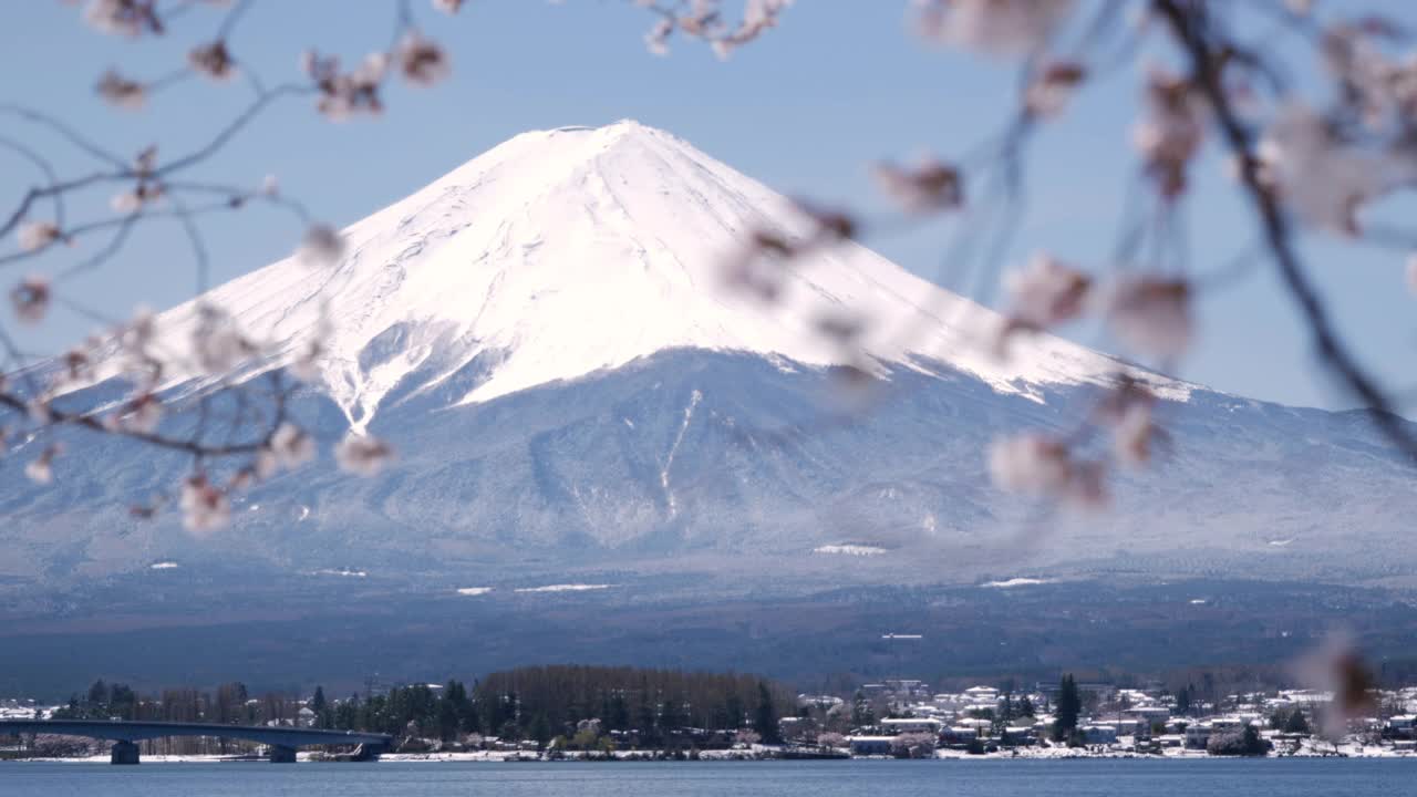 富士山川口湖上的樱花(平移/聚焦)视频素材