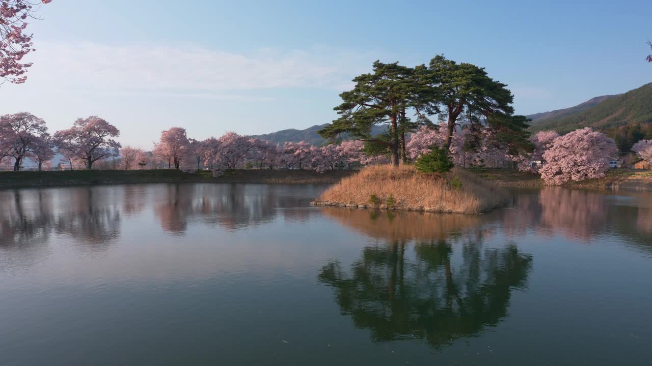 樱花和松树倒映在池塘的日落视频素材