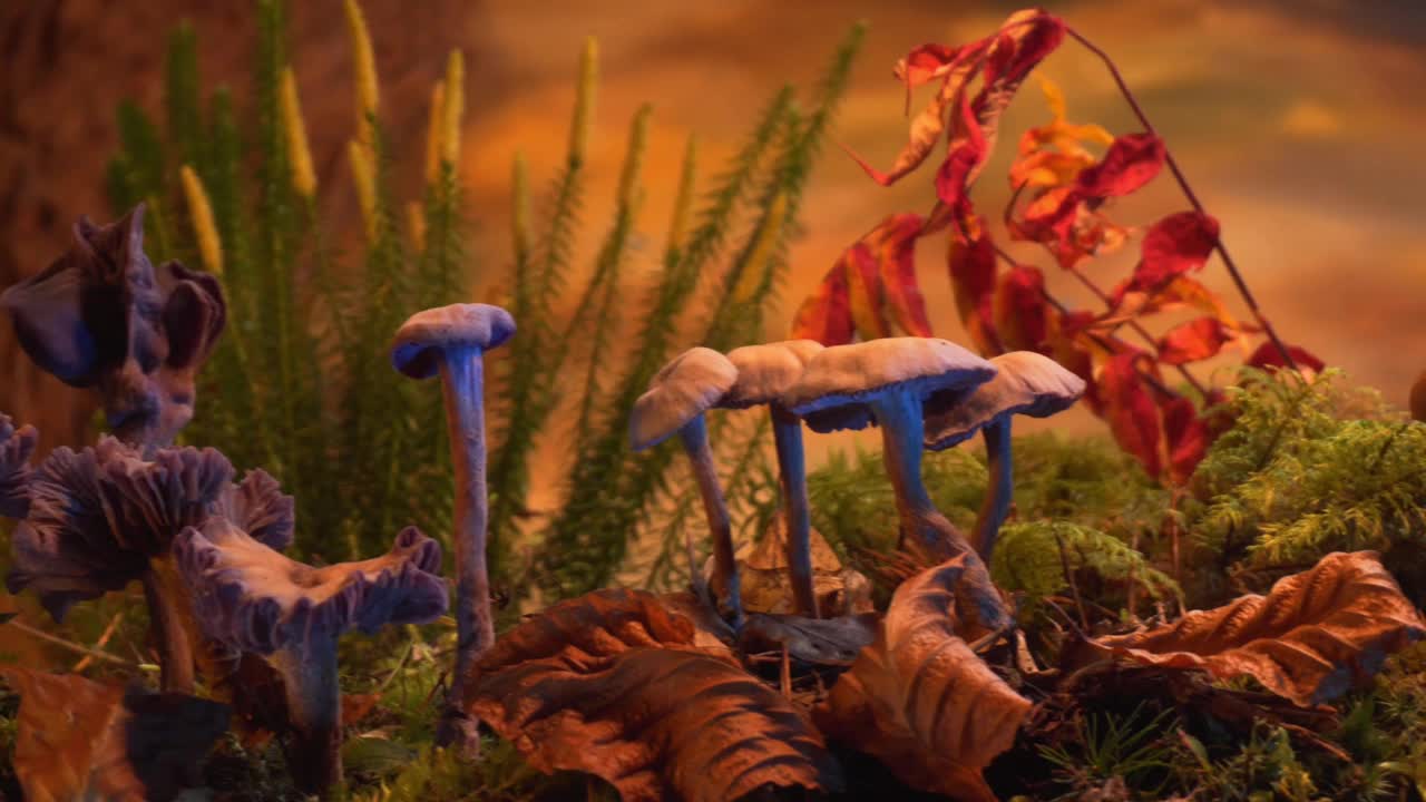 魔法森林里的蘑菇视频素材