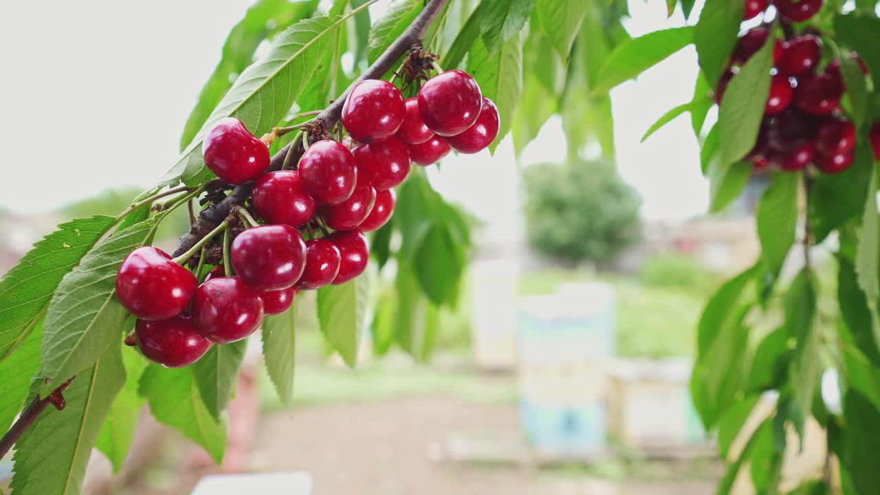 一个年轻的农民在炎热的日子里采集一颗甜樱桃。成熟的樱桃大丰收。摘樱桃。视频下载