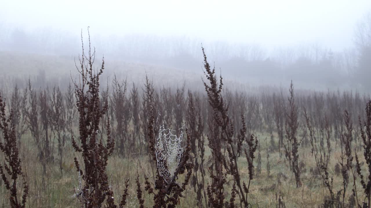 深冬/早春的田野上有雾。封锁。视频下载