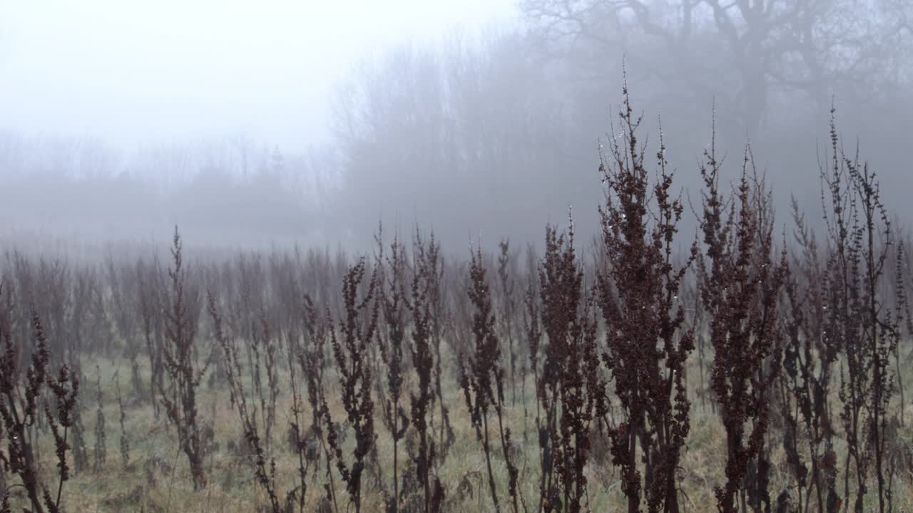 深冬/早春的田野上有雾。多莉。视频下载