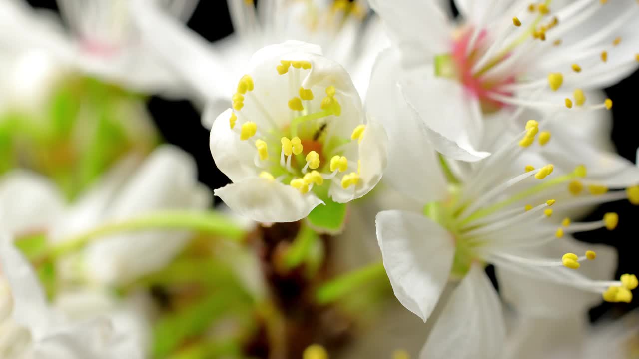 白色樱花盛开视频下载