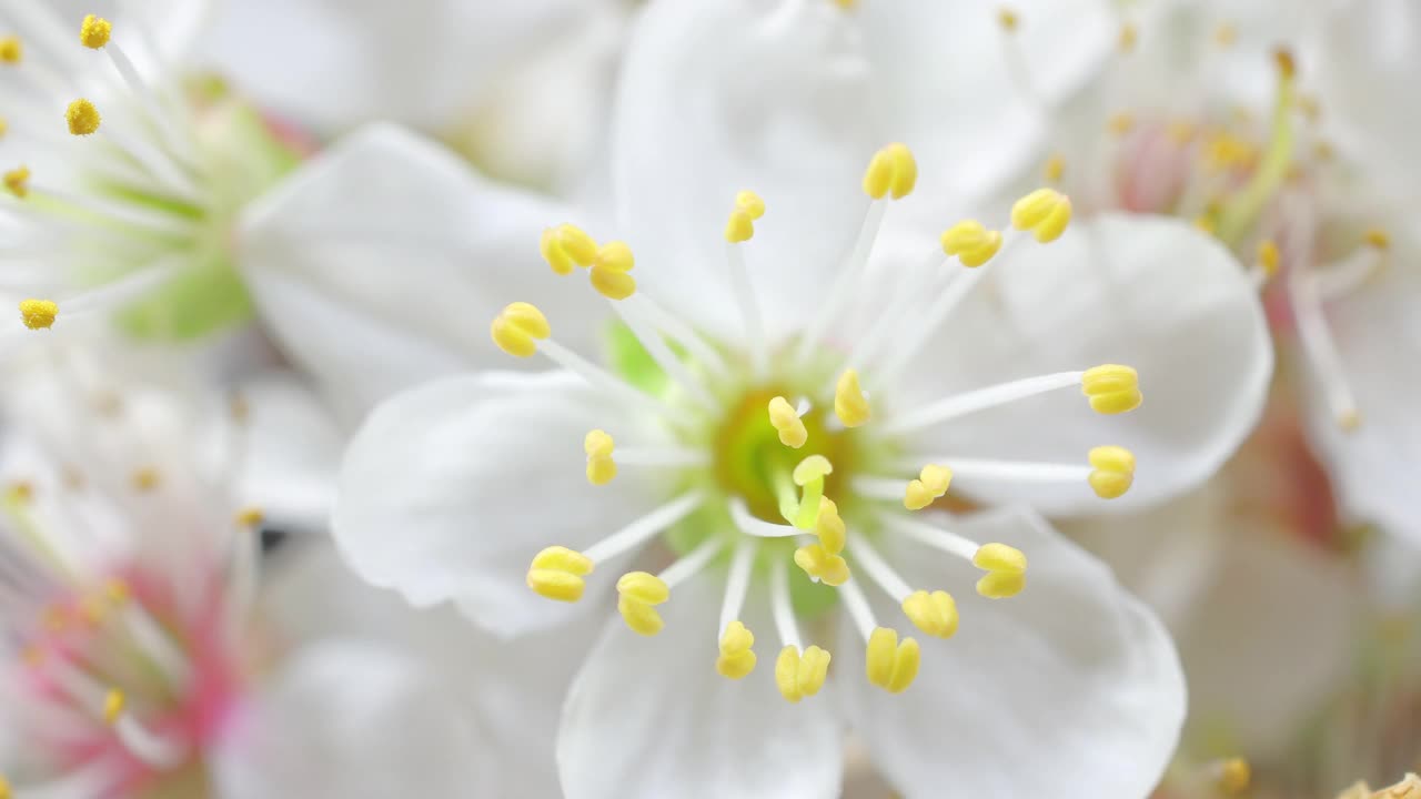 白色樱花盛开视频素材