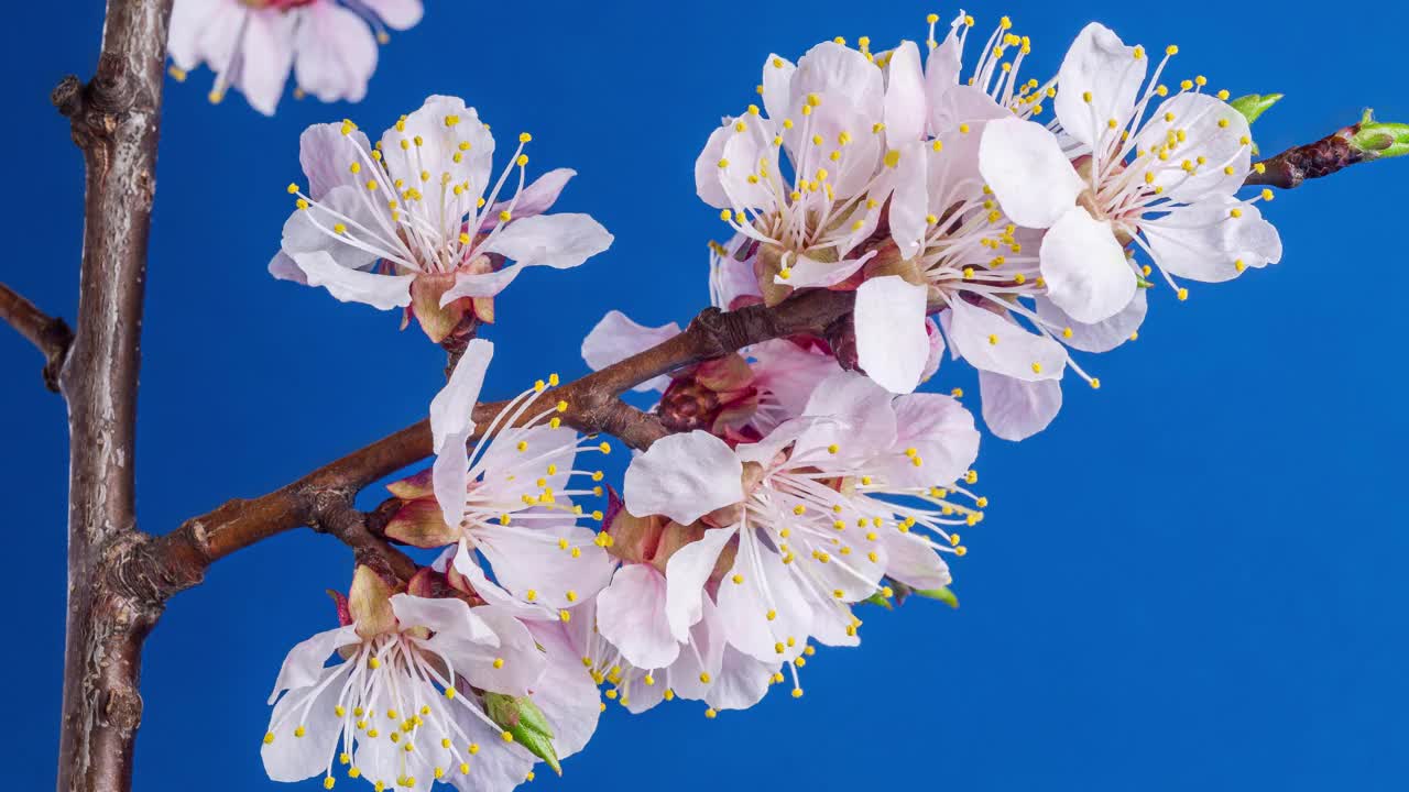 春天的花。杏枝上的杏花在蓝色的背景上绽放。延时4K视频。视频下载