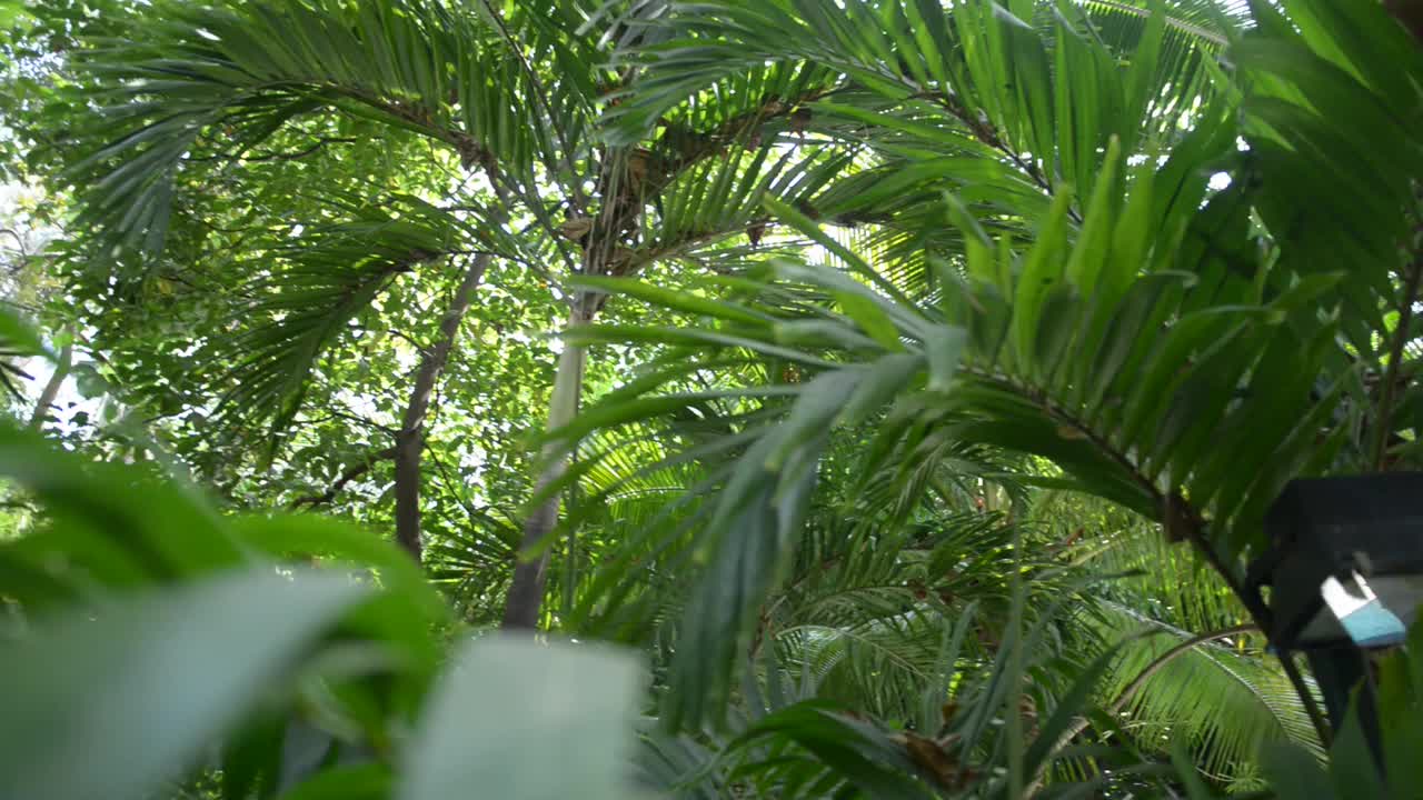 绿色的热带花园棕榈树视频素材