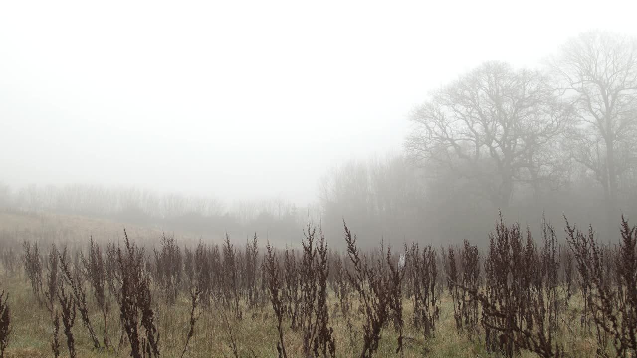 深冬/早春的田野上有雾。宽多莉。视频下载