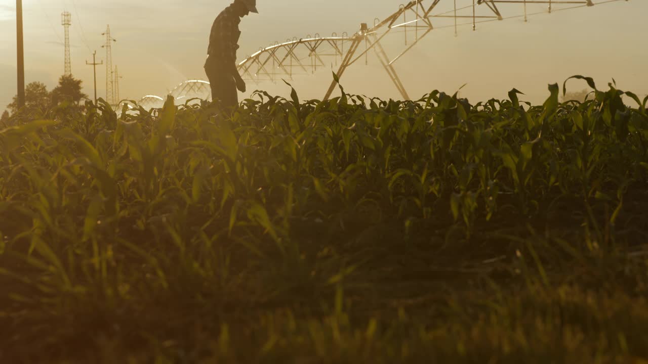 一名农民看着农业洒水器给玉米地浇水视频素材