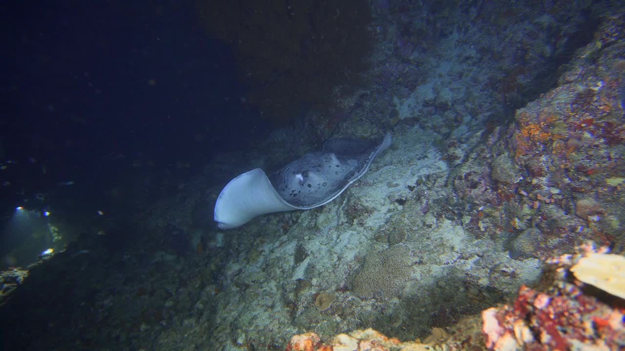 马尔代夫暗礁上的黄貂鱼视频素材
