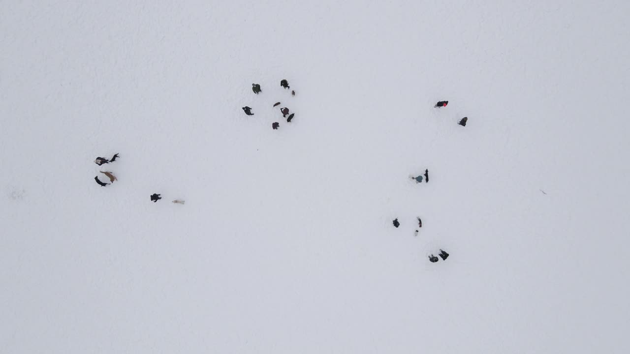 鸟瞰遛狗者在雪中玩耍视频下载