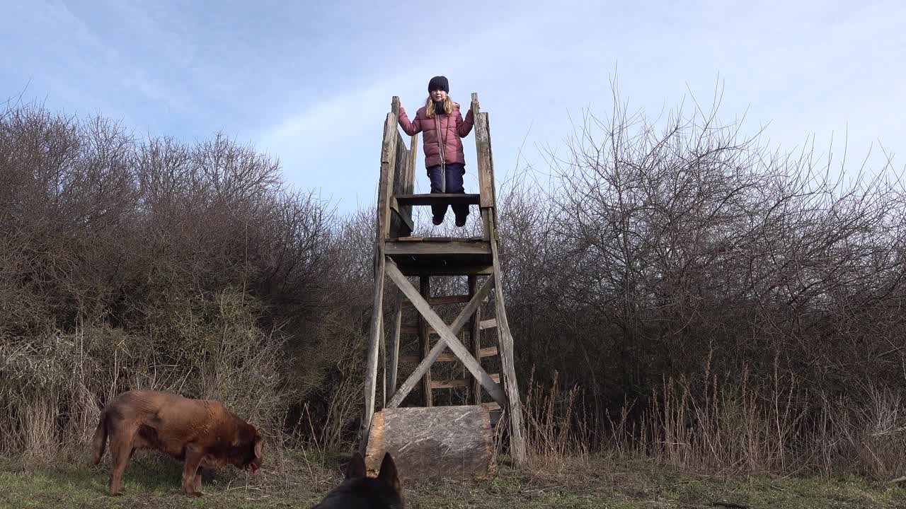 可爱的小女孩站在高高的看台上，德国牧羊犬试图跳起来视频素材