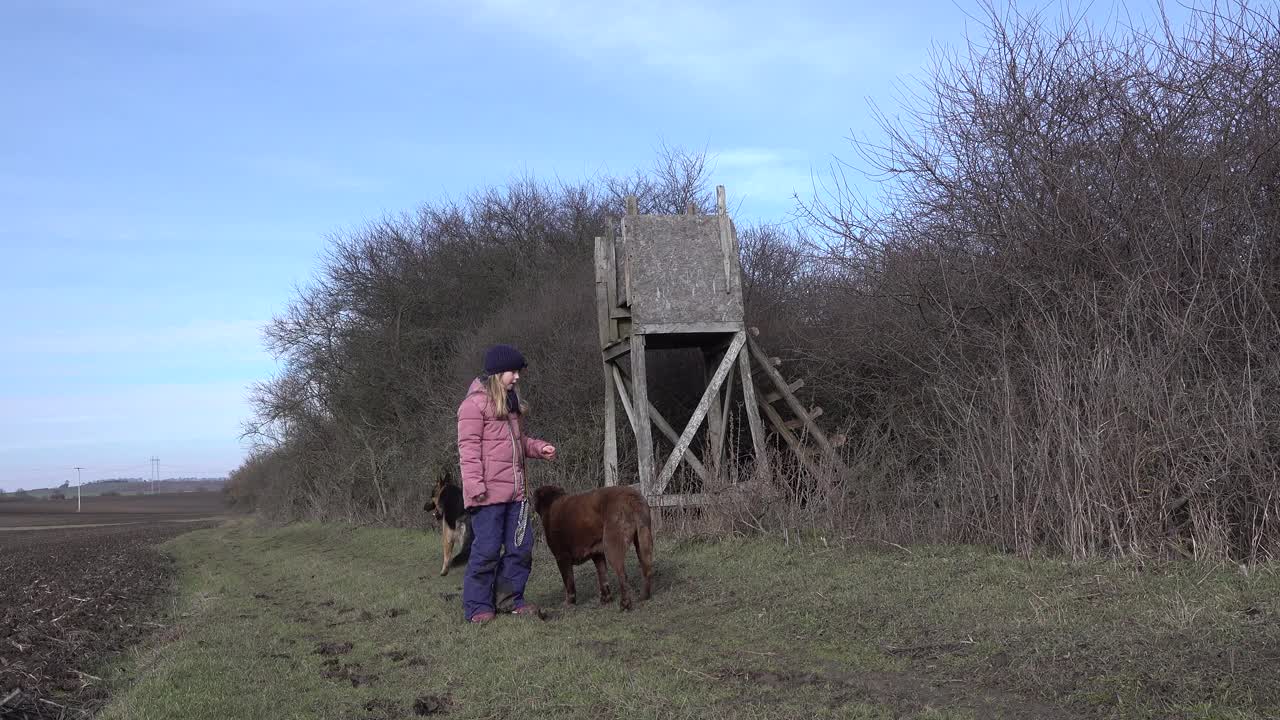 可爱的小女孩和一只德国牧羊犬和一只巧克力棕色的拉布拉多寻回犬在高看台的田野里视频素材