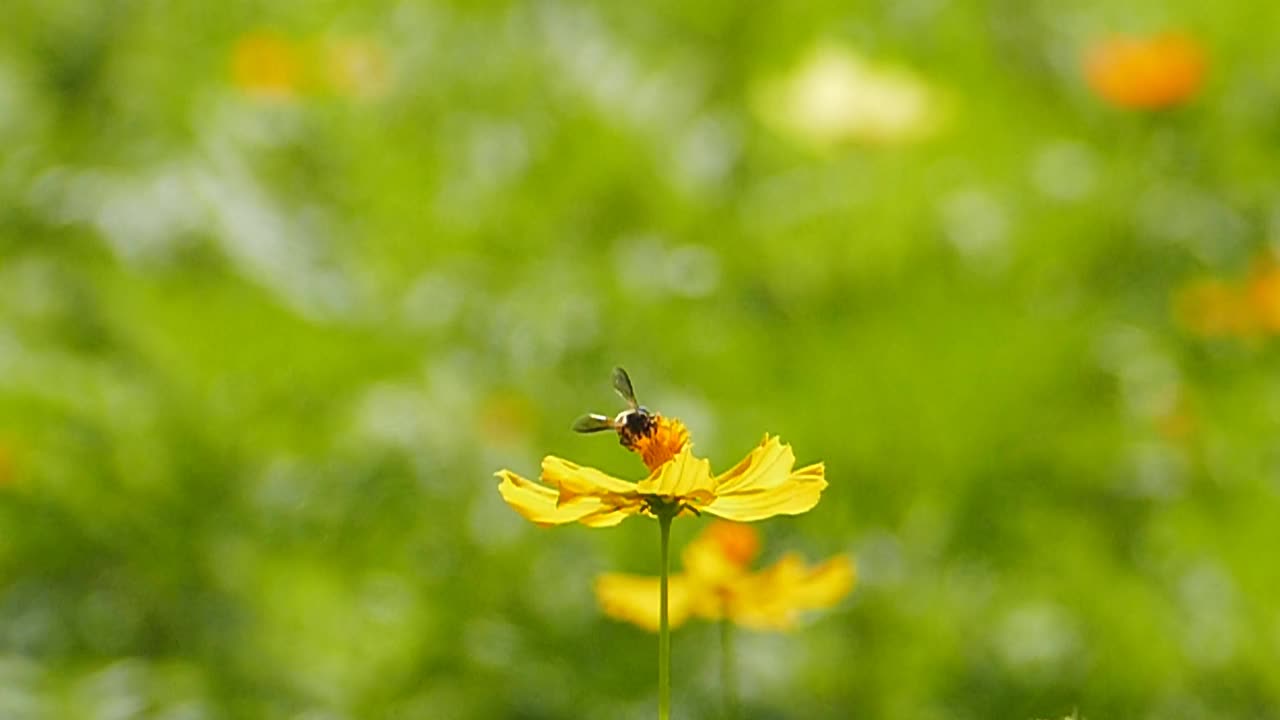 蜜蜂正在采集花粉上的花蜜。视频下载