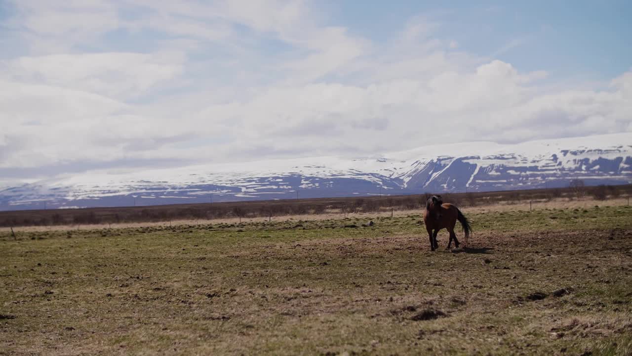 黑马在山的背景视频素材