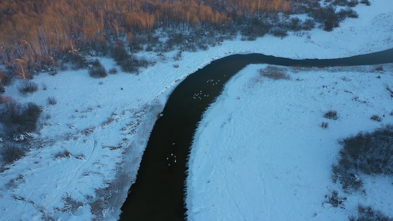 白俄罗斯北部冬季河流上的天鹅视频下载