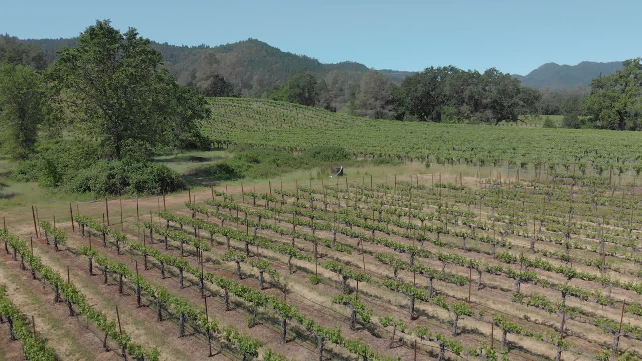 4K无人机在加州纳帕谷葡萄园上空低空飞行视频素材