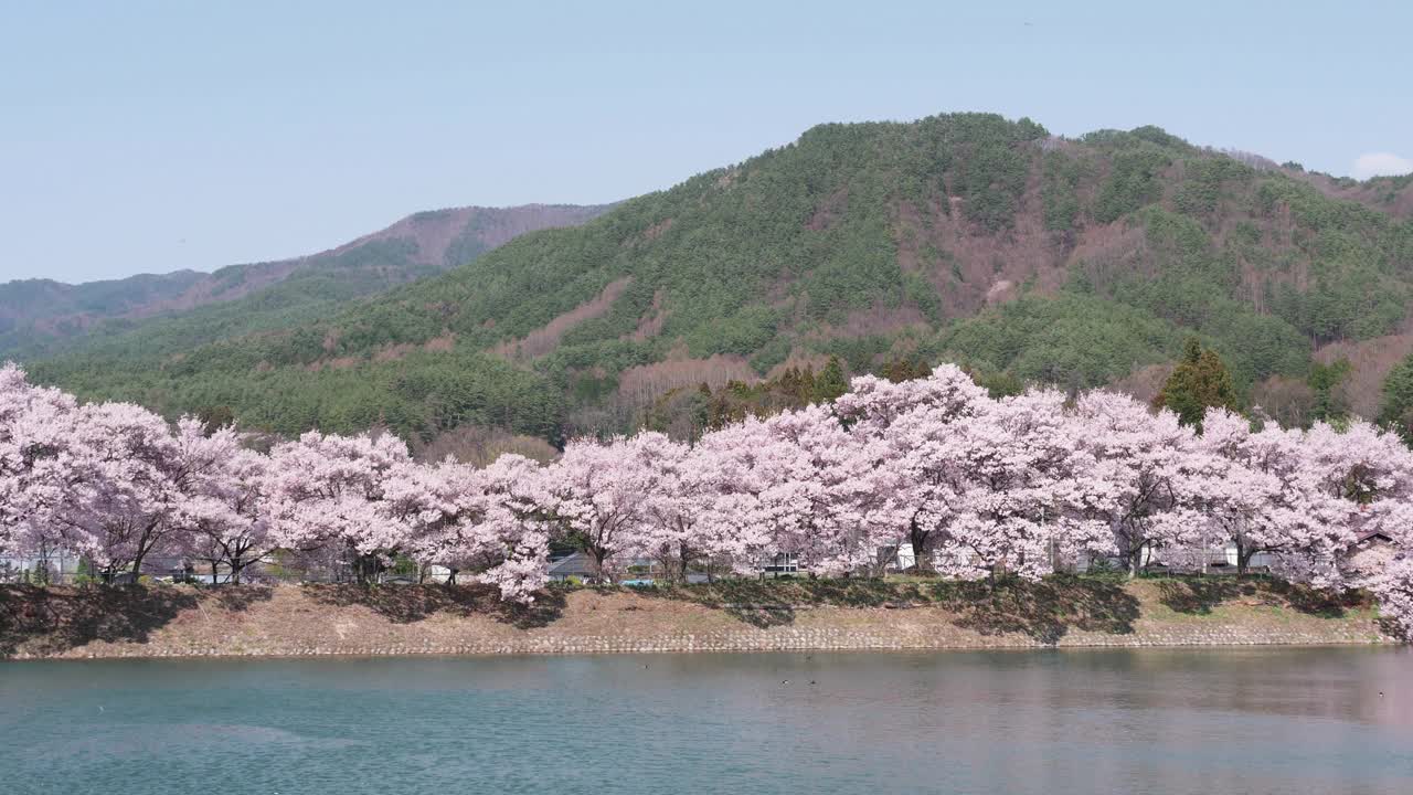 一排樱花树在一个盛开的池塘视频素材